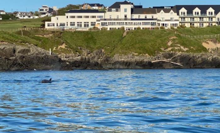 Dolphins at The Cliff Hotel & Spa